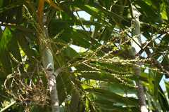 Ptychosperma macarthurii